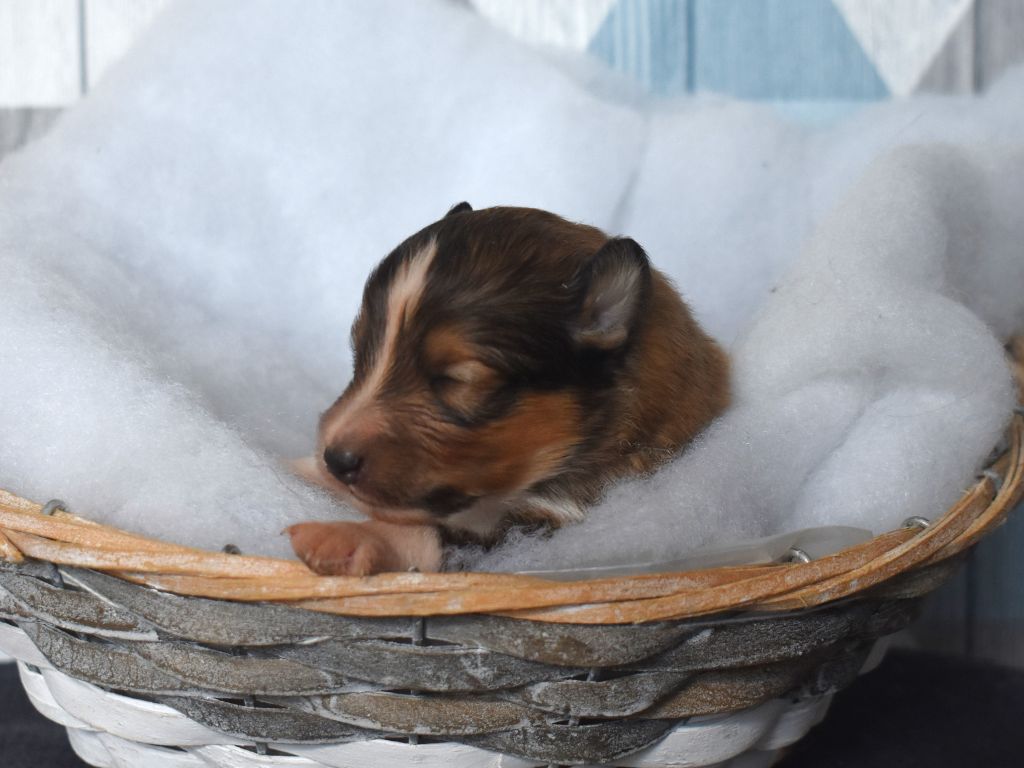 Des Louves Du Houtland - Chiot disponible  - Shetland Sheepdog