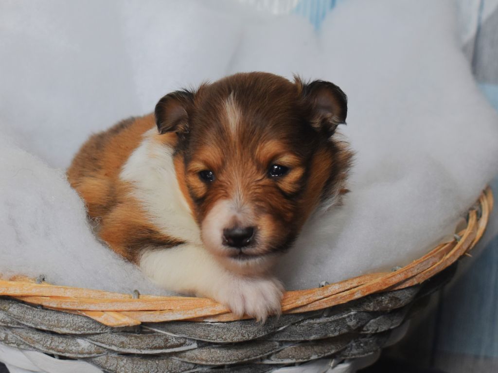 Des Louves Du Houtland - Chiot disponible  - Shetland Sheepdog