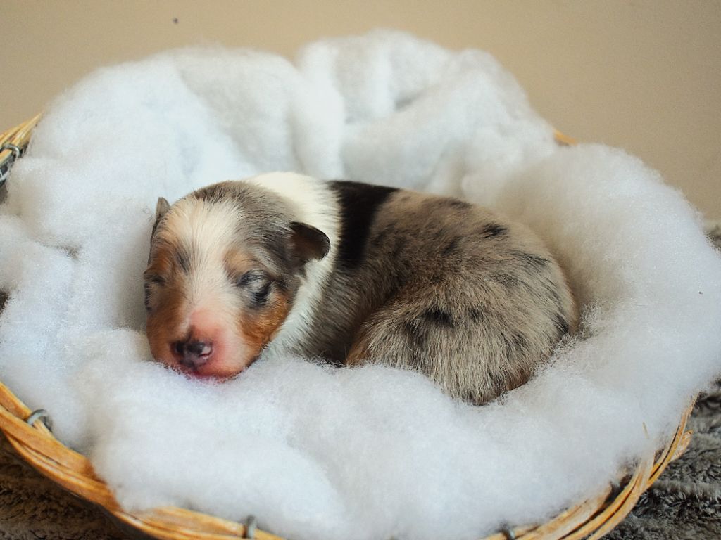 Des Louves Du Houtland - Chiots disponibles - Shetland Sheepdog