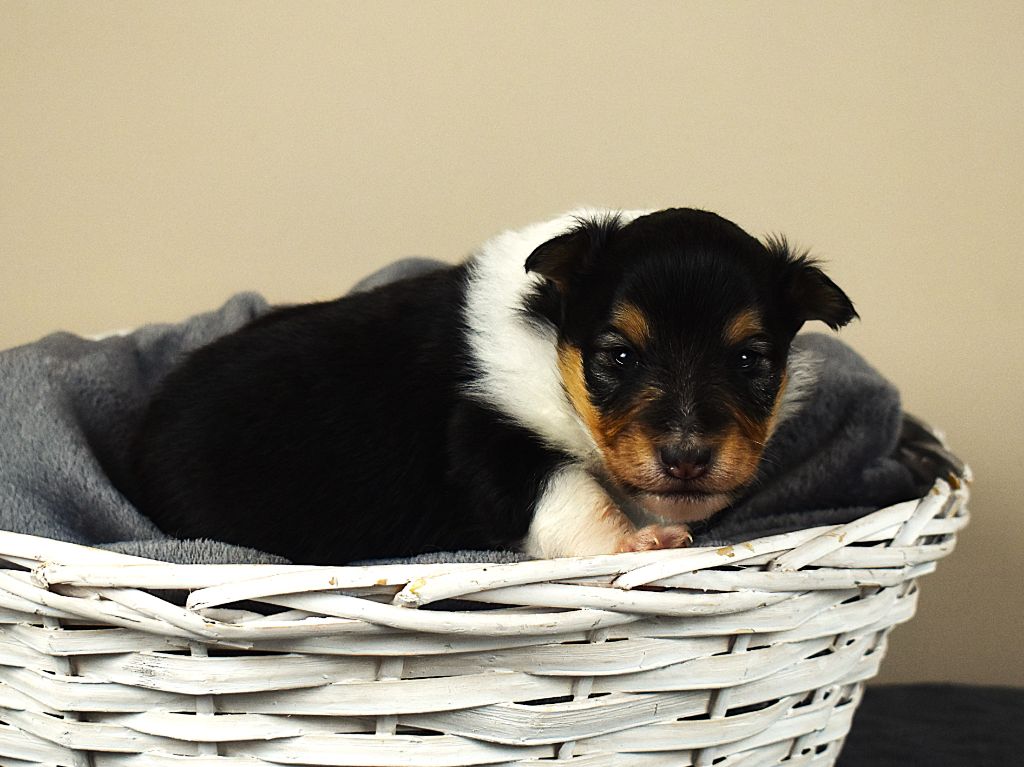 Des Louves Du Houtland - Chiots disponibles - Shetland Sheepdog