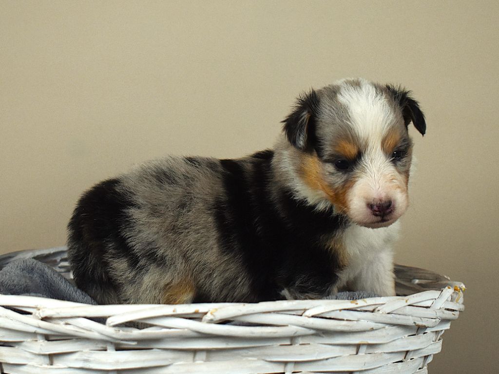 Des Louves Du Houtland - Chiots disponibles - Shetland Sheepdog