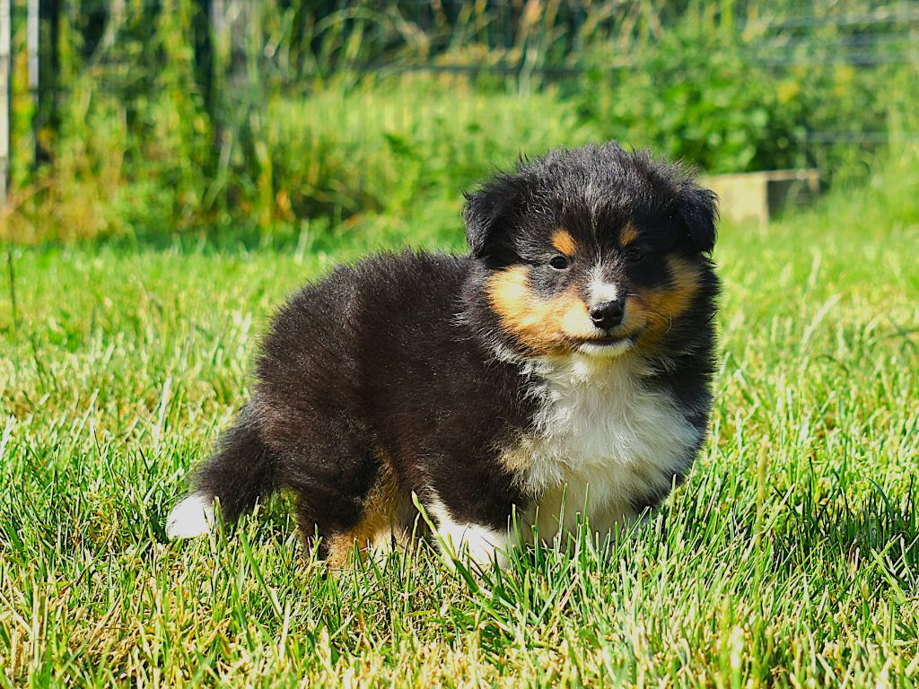 Des Louves Du Houtland - Chiots disponibles - Shetland Sheepdog