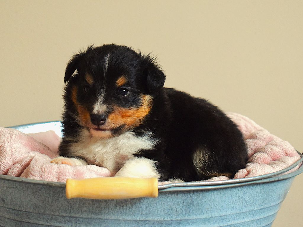 Des Louves Du Houtland - Chiots disponibles - Shetland Sheepdog