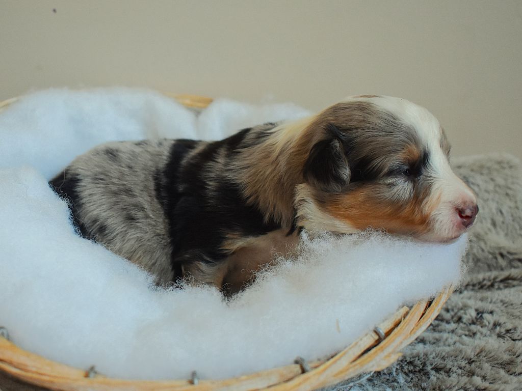 Des Louves Du Houtland - Chiots disponibles - Shetland Sheepdog