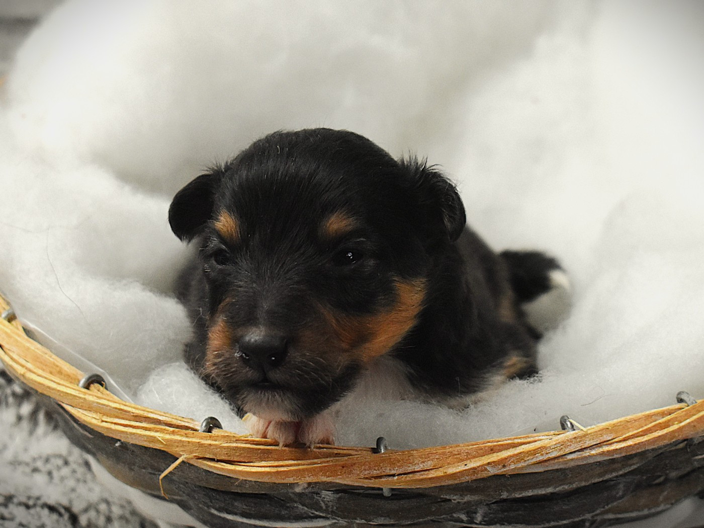 Des Louves Du Houtland - Chiots disponibles - Shetland Sheepdog