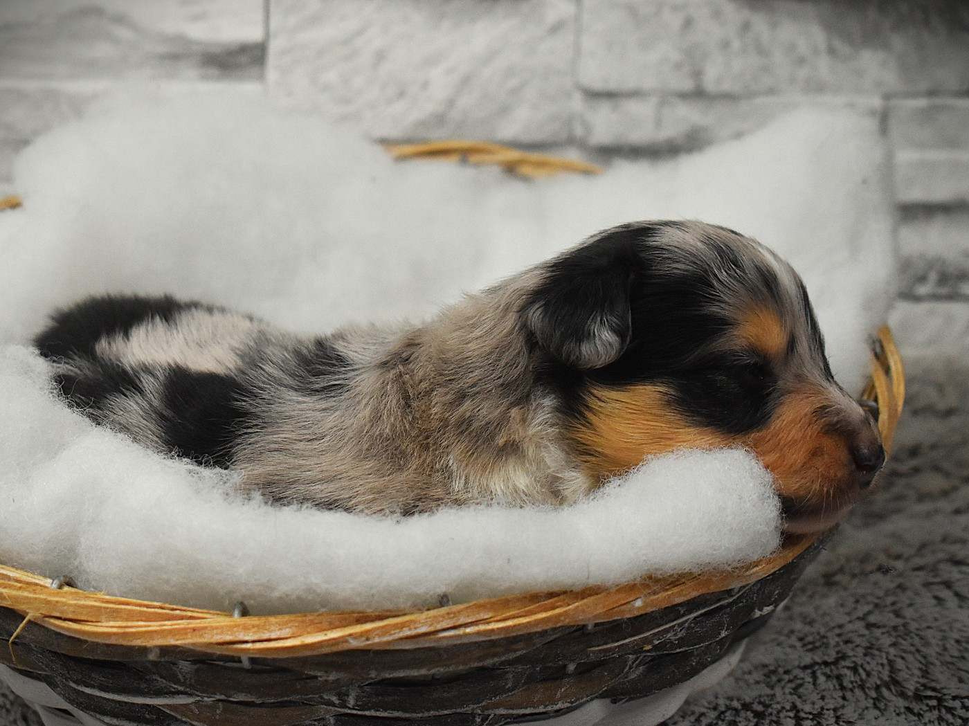Des Louves Du Houtland - Chiots disponibles - Shetland Sheepdog