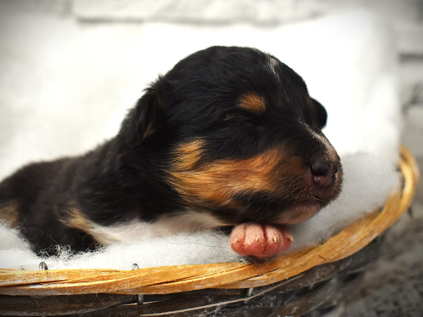 Des Louves Du Houtland - Chiots disponibles - Shetland Sheepdog