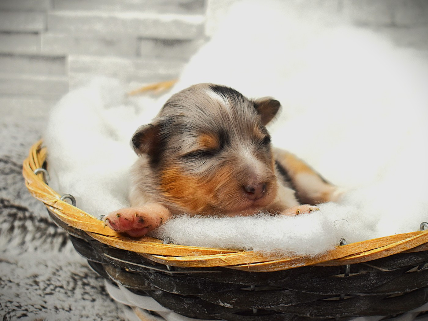 Des Louves Du Houtland - Chiots disponibles - Shetland Sheepdog