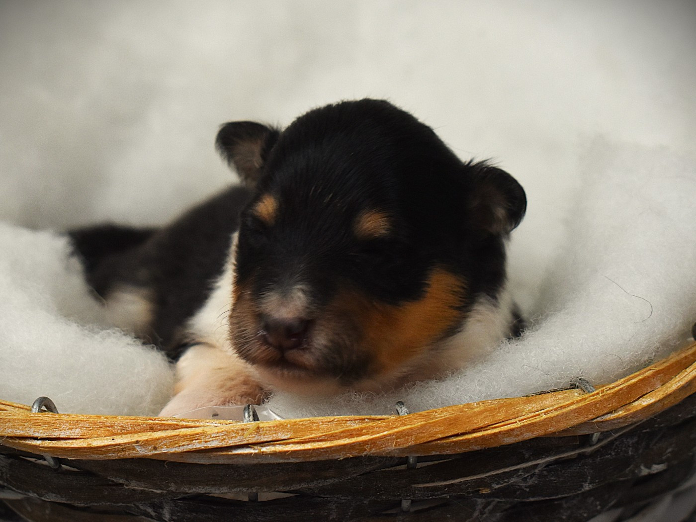 Des Louves Du Houtland - Chiots disponibles - Shetland Sheepdog