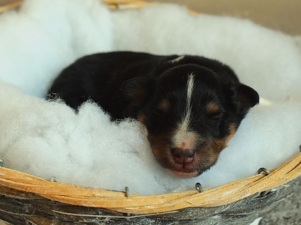 Des Louves Du Houtland - Chiots disponibles - Shetland Sheepdog