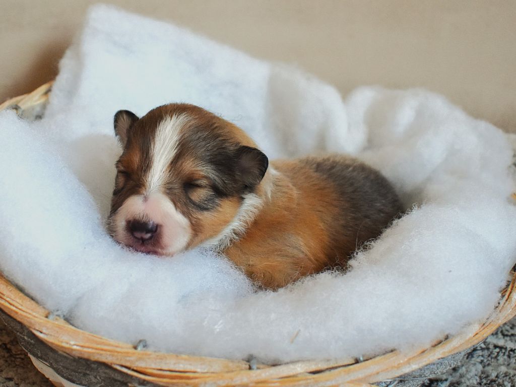 Des Louves Du Houtland - Chiots disponibles - Shetland Sheepdog