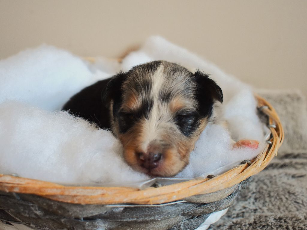 Des Louves Du Houtland - Chiots disponibles - Shetland Sheepdog