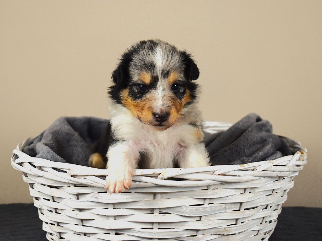 Des Louves Du Houtland - Chiots disponibles - Shetland Sheepdog