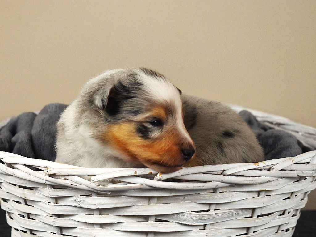 Des Louves Du Houtland - Chiots disponibles - Shetland Sheepdog