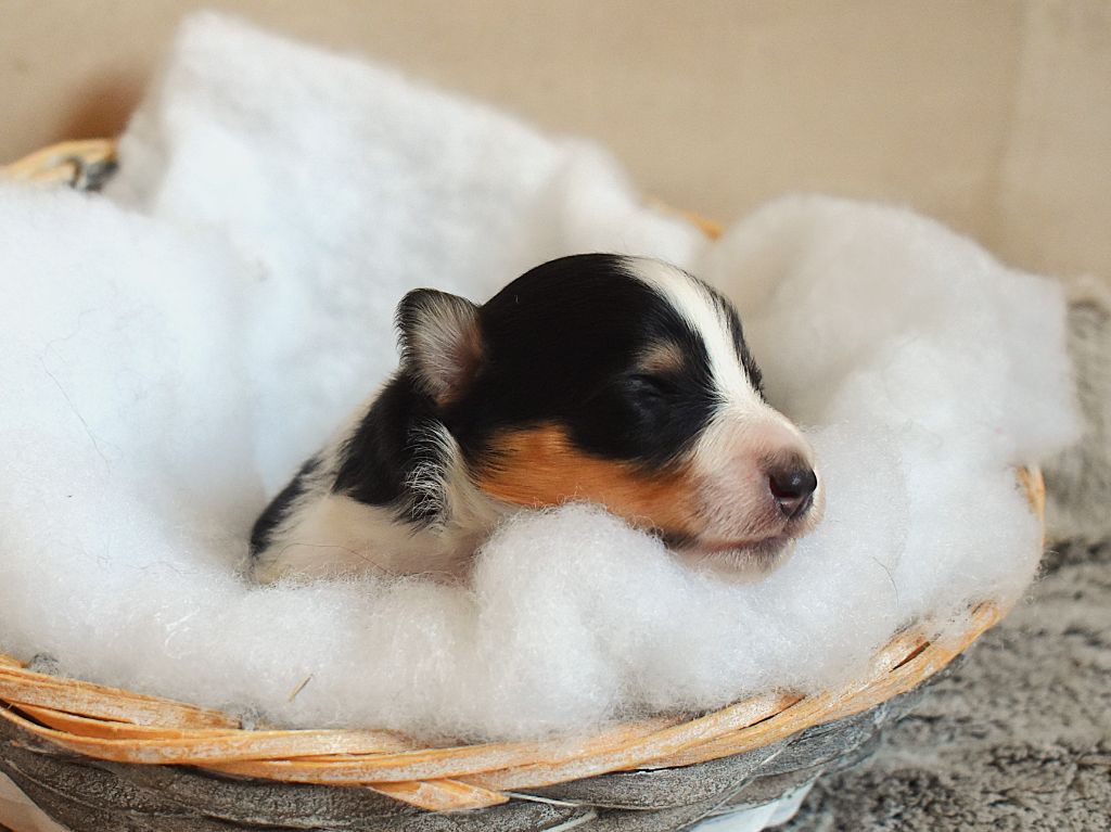 Des Louves Du Houtland - Chiots disponibles - Shetland Sheepdog