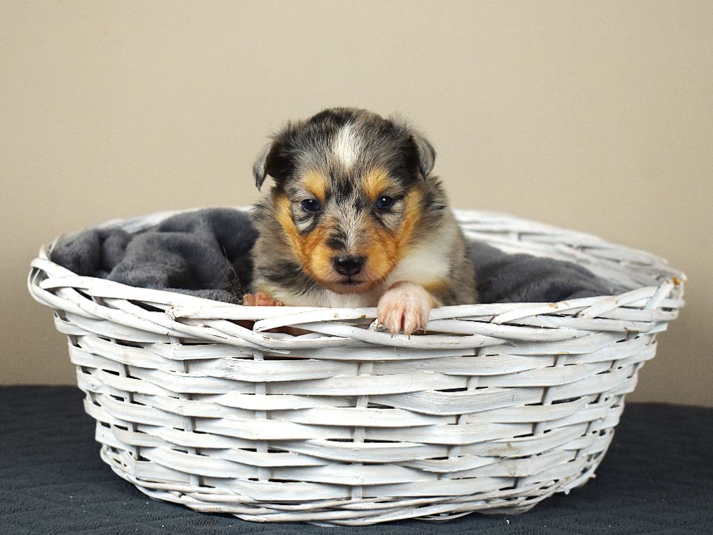 Des Louves Du Houtland - Chiots disponibles - Shetland Sheepdog