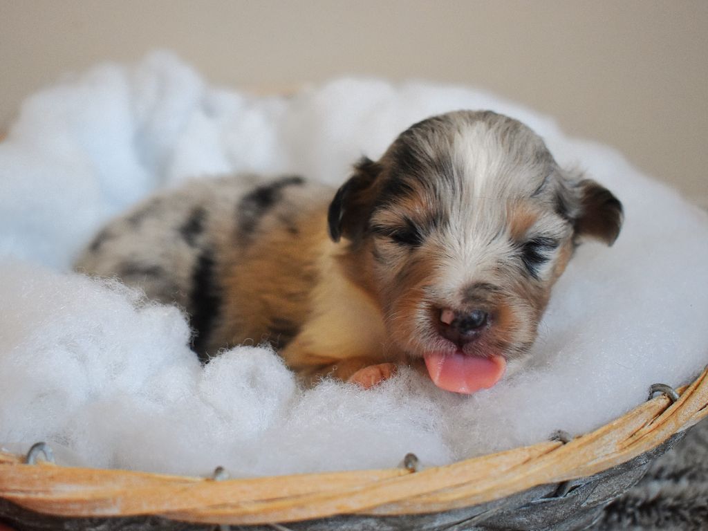 Des Louves Du Houtland - Chiots disponibles - Shetland Sheepdog