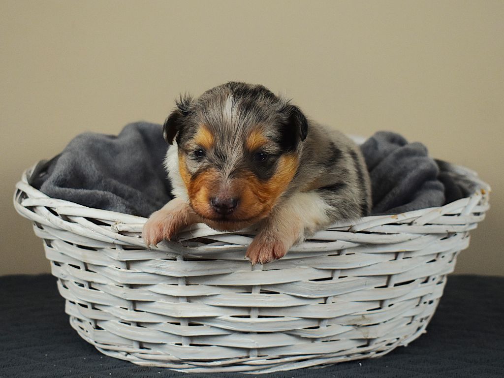 Des Louves Du Houtland - Chiots disponibles - Shetland Sheepdog