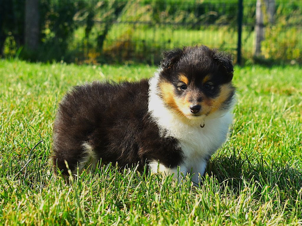 Des Louves Du Houtland - Chiots disponibles - Shetland Sheepdog