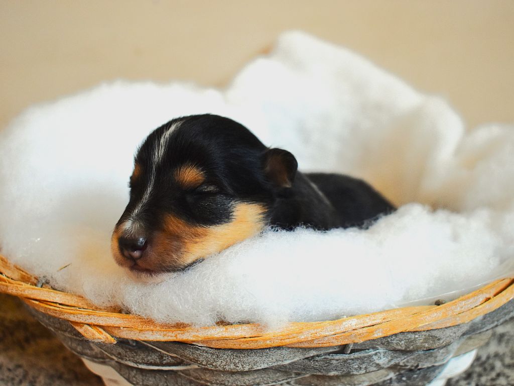 Des Louves Du Houtland - Chiots disponibles - Shetland Sheepdog