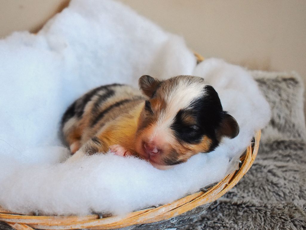 Des Louves Du Houtland - Chiots disponibles - Shetland Sheepdog
