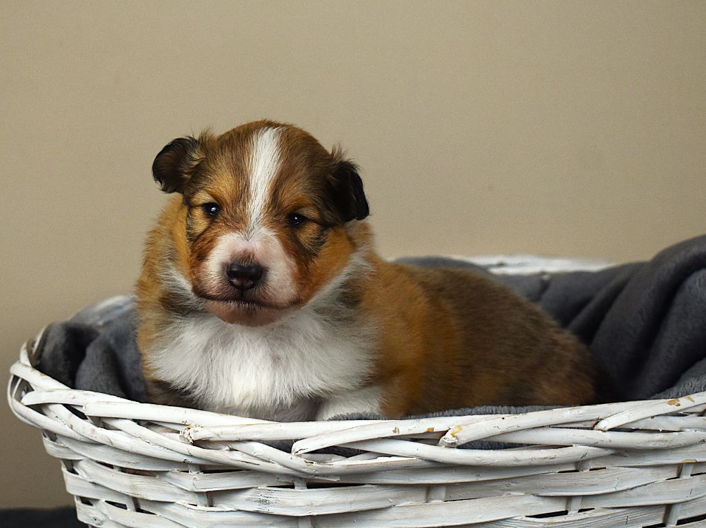 Des Louves Du Houtland - Chiots disponibles - Shetland Sheepdog