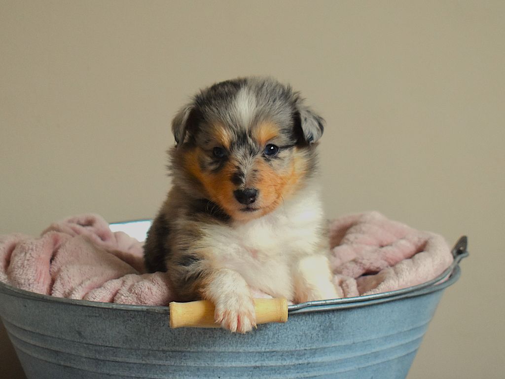 Des Louves Du Houtland - Chiots disponibles - Shetland Sheepdog
