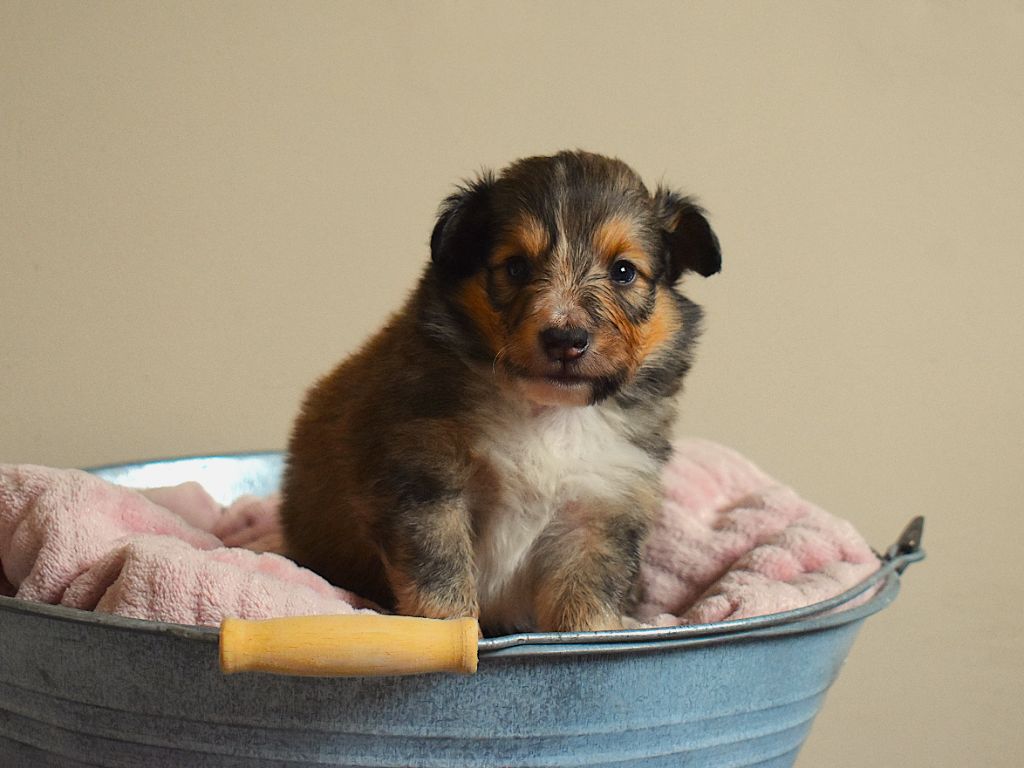 Des Louves Du Houtland - Chiots disponibles - Shetland Sheepdog