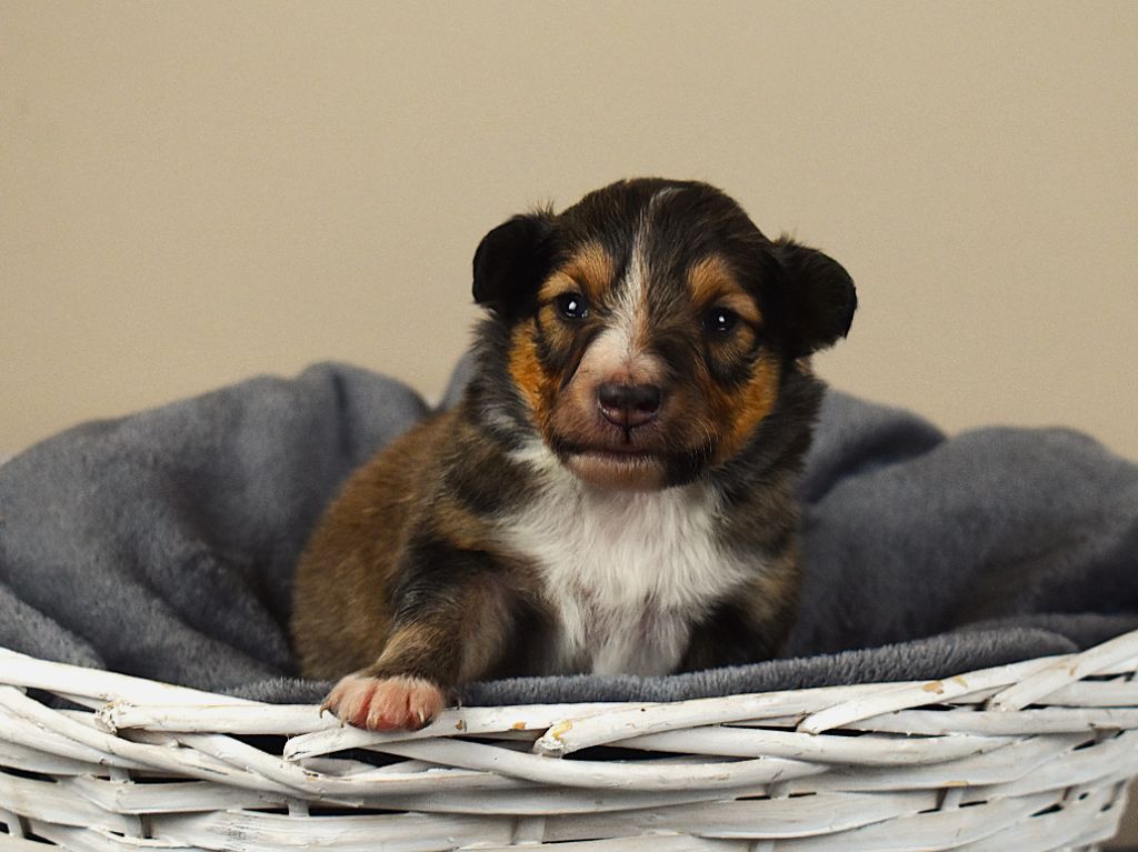 Des Louves Du Houtland - Chiots disponibles - Shetland Sheepdog