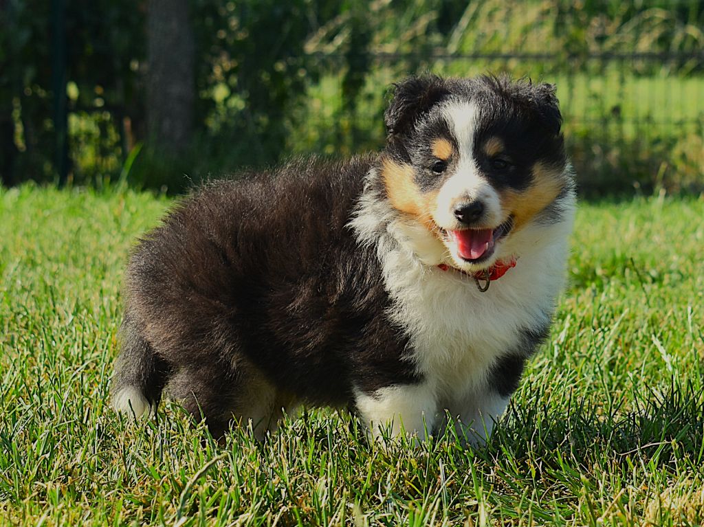 Des Louves Du Houtland - Chiots disponibles - Shetland Sheepdog