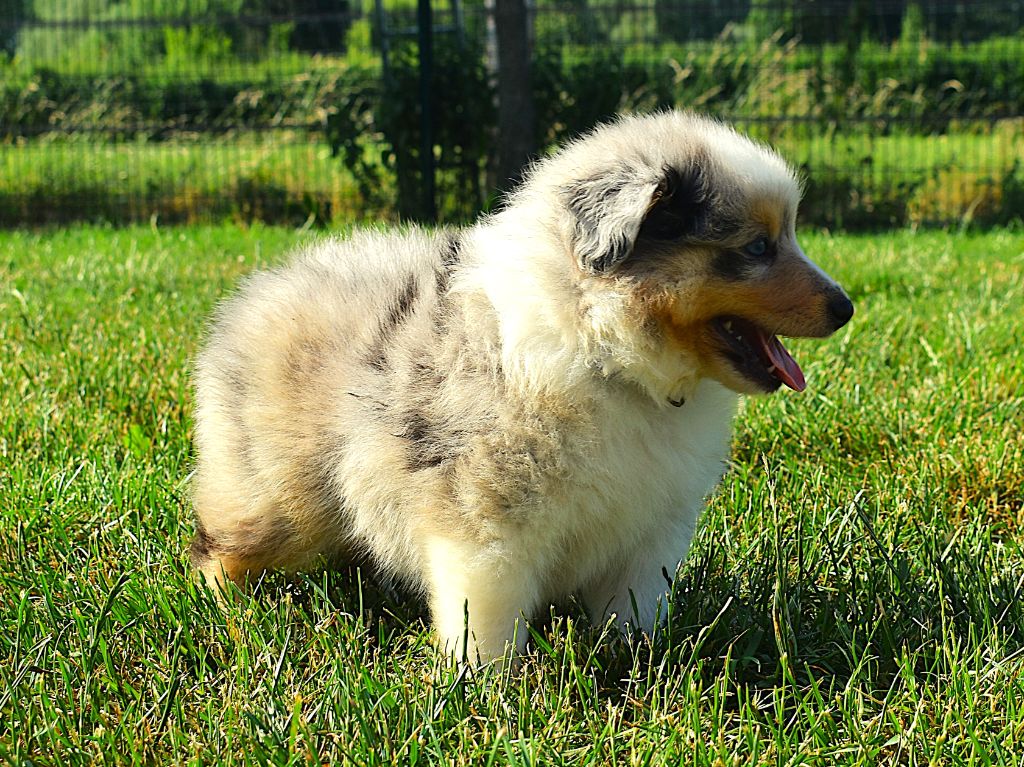 Des Louves Du Houtland - Chiots disponibles - Shetland Sheepdog