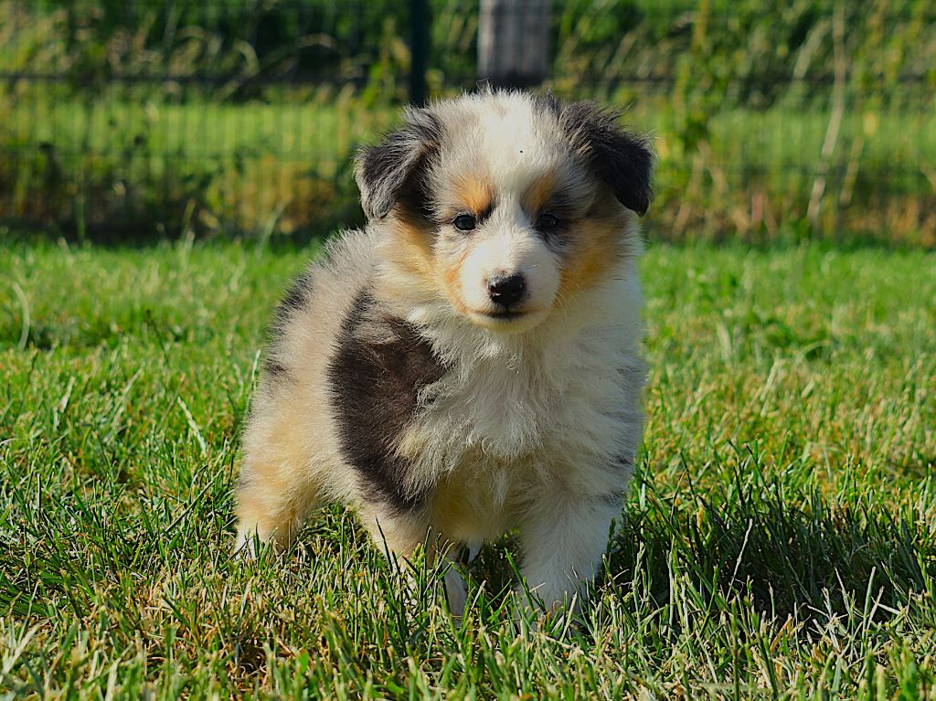 Des Louves Du Houtland - Chiots disponibles - Shetland Sheepdog