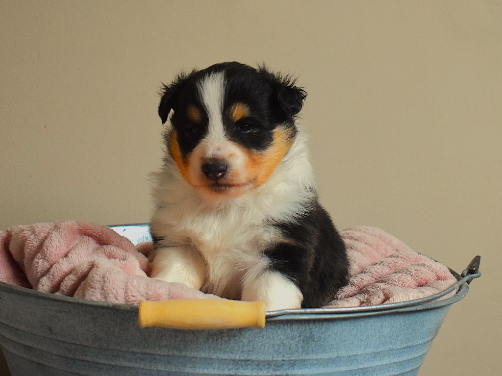 Des Louves Du Houtland - Chiots disponibles - Shetland Sheepdog