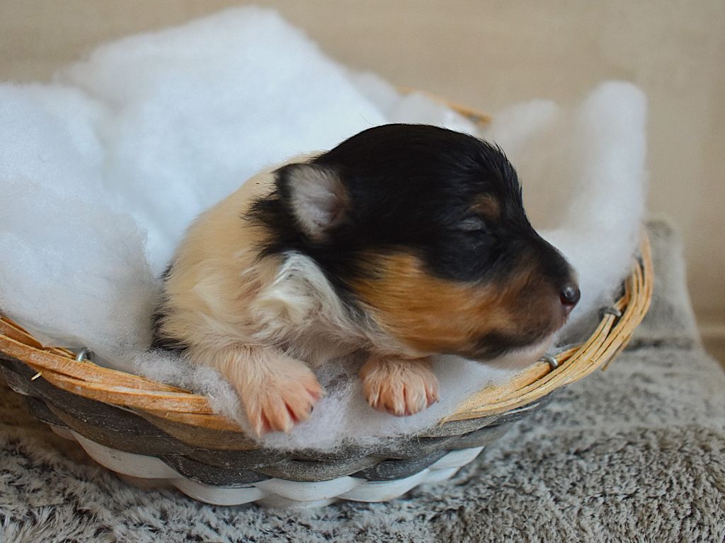 Des Louves Du Houtland - Chiots disponibles - Shetland Sheepdog