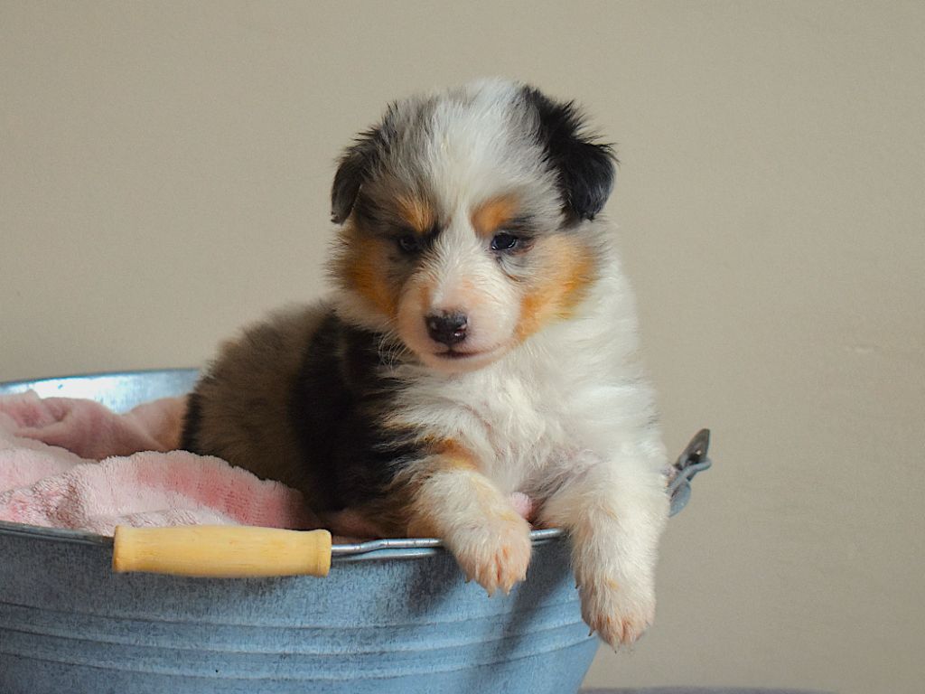 Des Louves Du Houtland - Chiots disponibles - Shetland Sheepdog