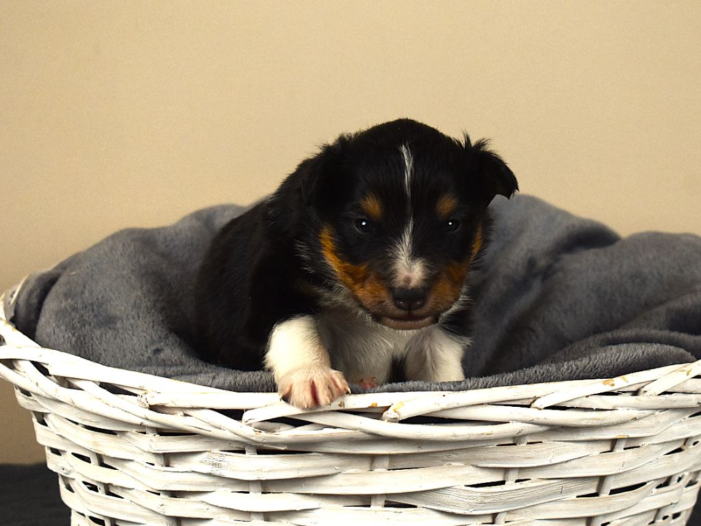 Des Louves Du Houtland - Chiots disponibles - Shetland Sheepdog