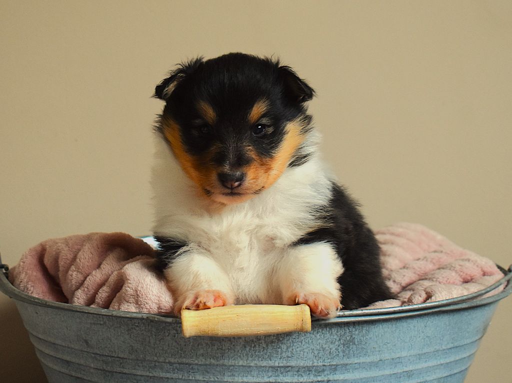 Des Louves Du Houtland - Chiots disponibles - Shetland Sheepdog