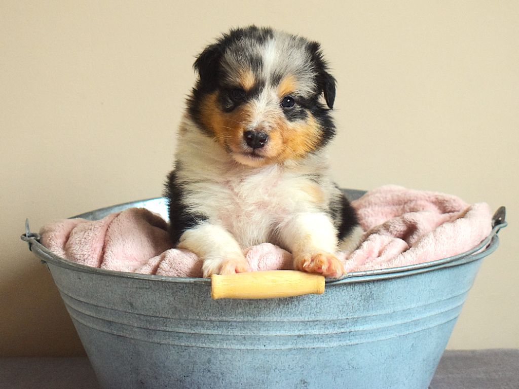 Des Louves Du Houtland - Chiots disponibles - Shetland Sheepdog
