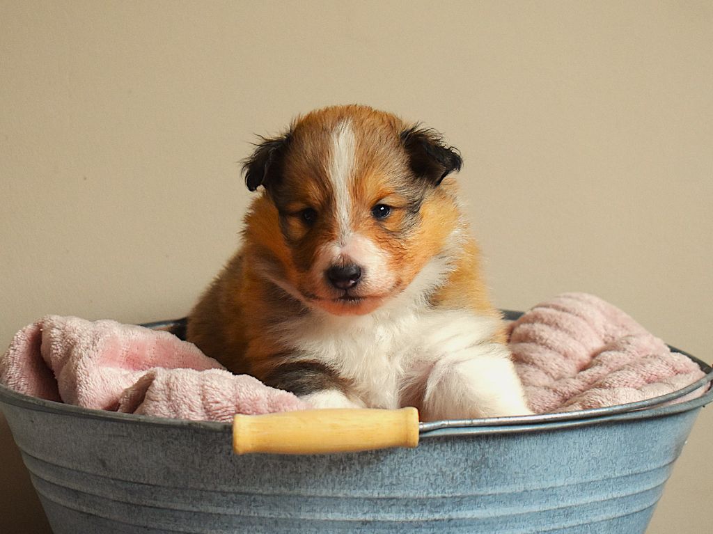 Des Louves Du Houtland - Chiots disponibles - Shetland Sheepdog
