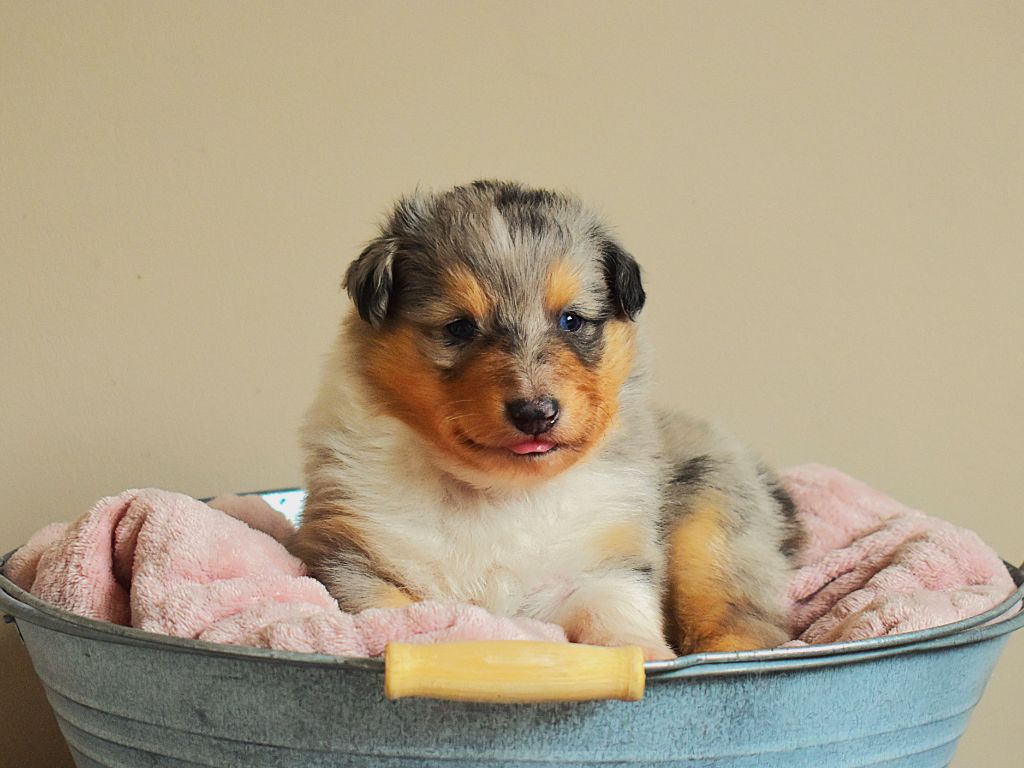 Des Louves Du Houtland - Chiots disponibles - Shetland Sheepdog