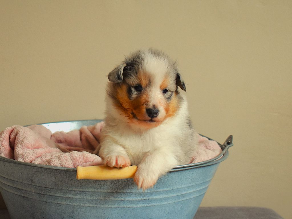 Des Louves Du Houtland - Chiots disponibles - Shetland Sheepdog