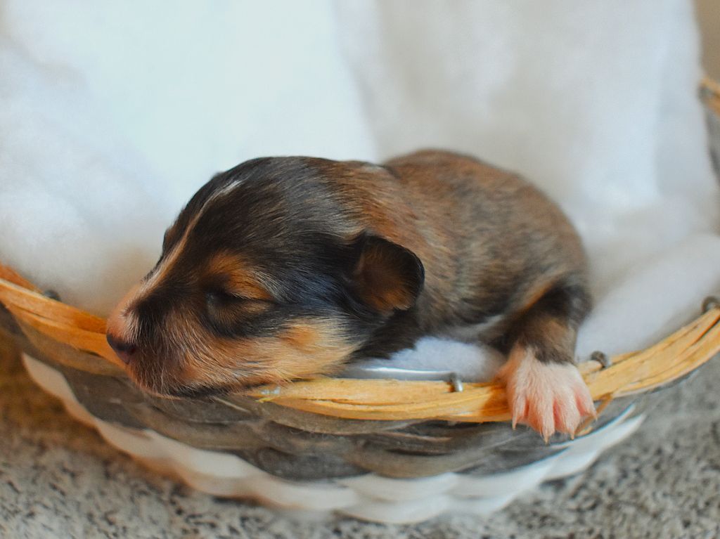 Des Louves Du Houtland - Chiots disponibles - Shetland Sheepdog