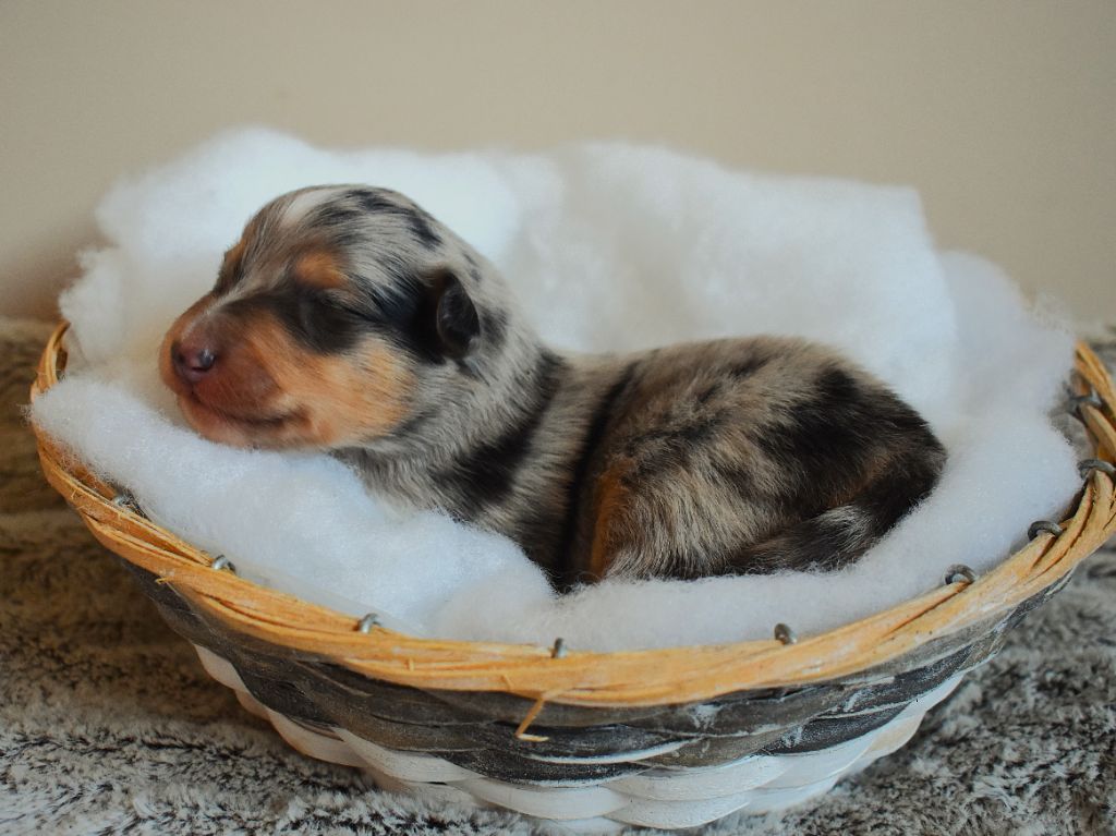 Des Louves Du Houtland - Chiots disponibles - Shetland Sheepdog