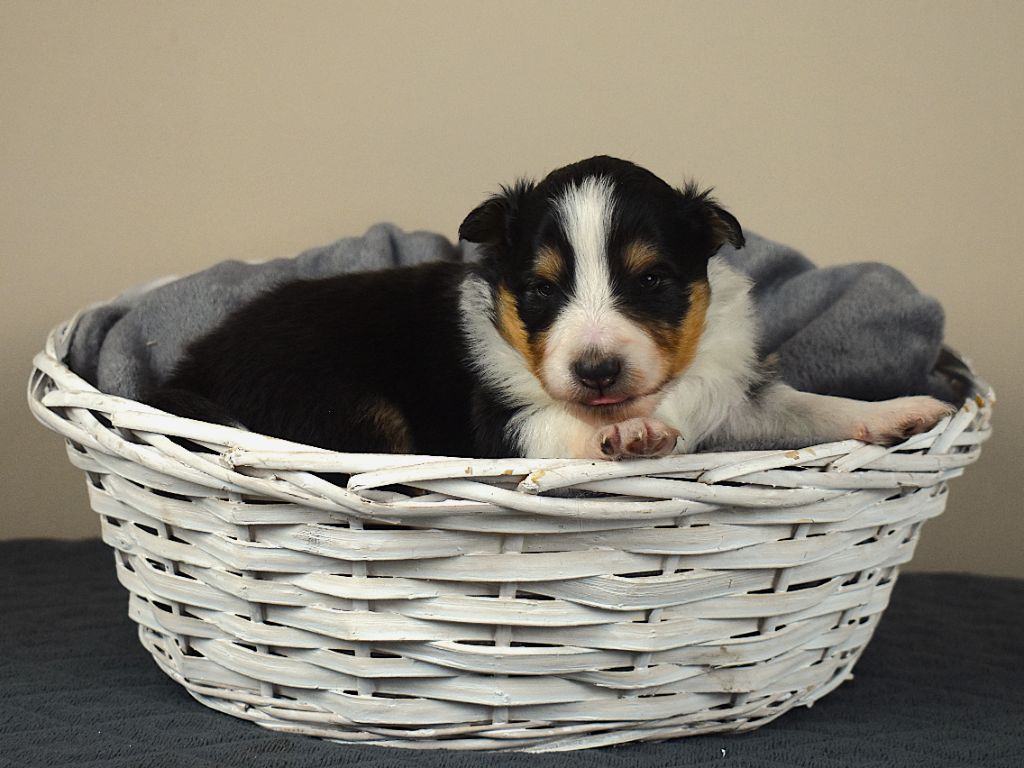 Des Louves Du Houtland - Chiots disponibles - Shetland Sheepdog