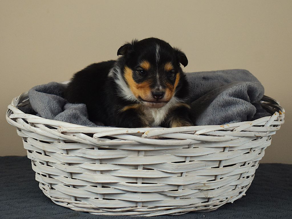 Des Louves Du Houtland - Chiots disponibles - Shetland Sheepdog
